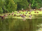 The ducks loved TS Hermine.